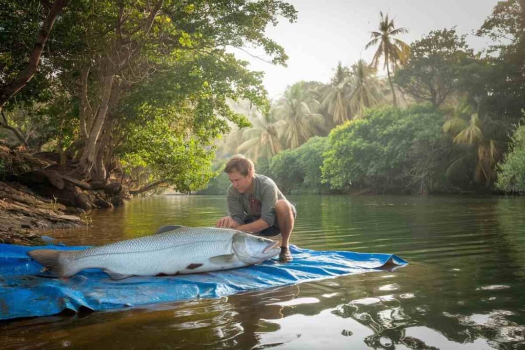 Mekong catfish