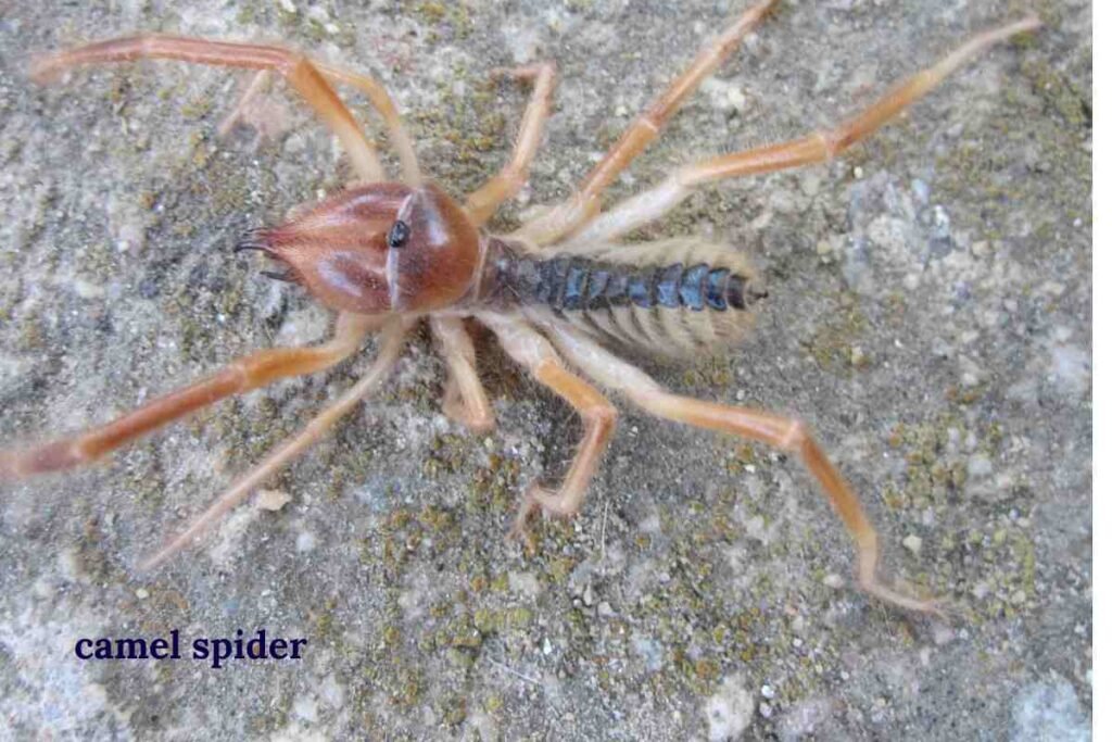 Camel spiders